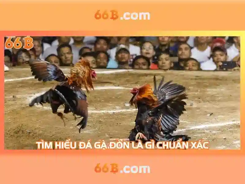 66b là gì? - Tổng quan bằng tiếng Việt