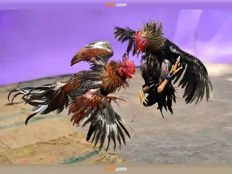 Giao diện nhà cái hoàn hảo