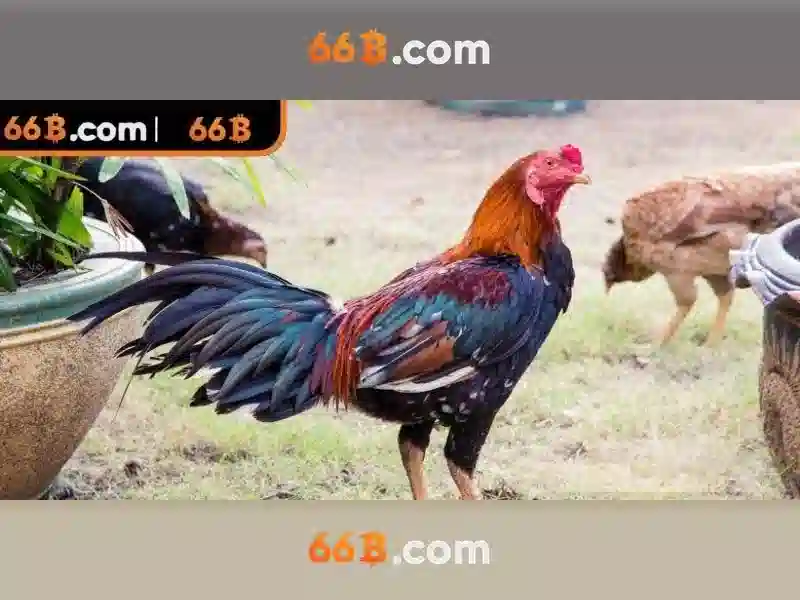 Giao diện nhà cái hoàn hảo