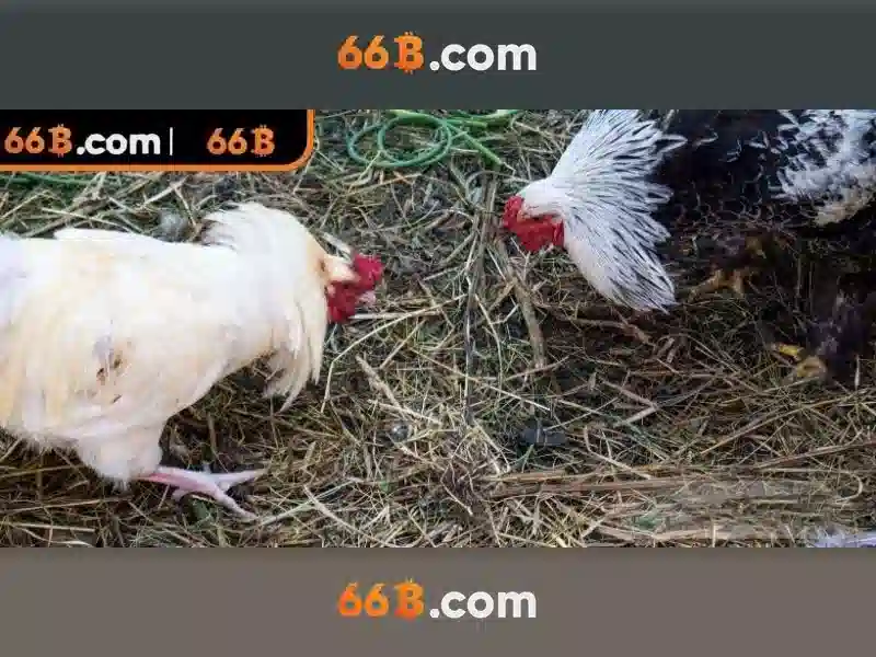 66b: Tổng quan về mô hình 66b