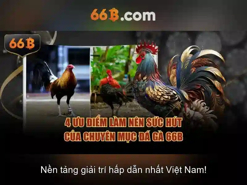 66b la gi?